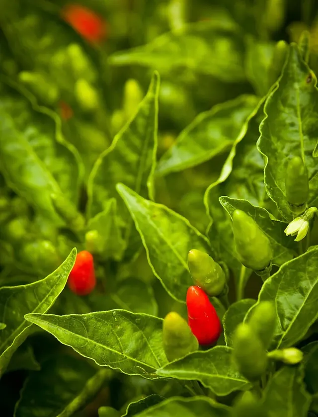 Piments pili-pili rouges