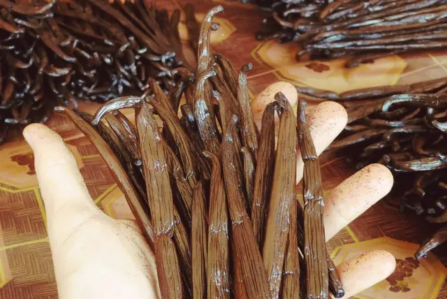 Gousses de vanille